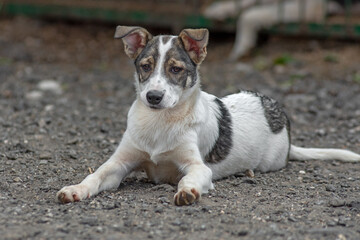 closeup portrait sad homeless abandoned colored white dog outdoor