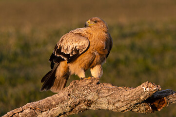 One year old female Spanish imperial eagle at her favorite watchtower with the first light of dawn on a winter day