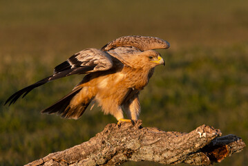 One year old Spanish Imperial Eagle in the first light of dawn on a cold winter day