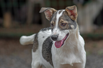 closeup portrait sad homeless abandoned colored white dog outdoor
