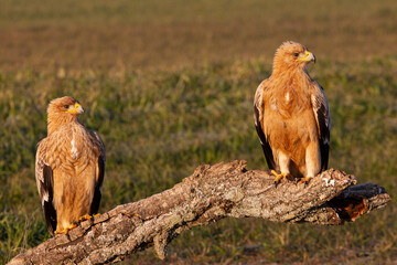 One year old male and female Spanish Imperial Eagle with the first light of day