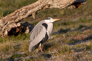 Grey heron with the first light of dawn on a wetlan