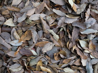 降り積もった欅の落葉