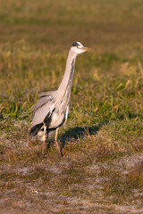 Gray heron with the first light of dawn