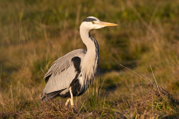 Grey heron with the first light of dawn on a wetlan