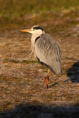 Obraz premium Gray heron with the first light of dawn