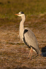 Grey heron with the first light of dawn on a wetlan