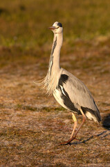Gray heron with the first light of dawn