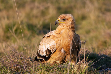 One year old female Spanish imperial eagle at her favorite watchtower with the first light of dawn on a winter day