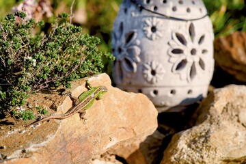The wounded lizard is basking on a stone