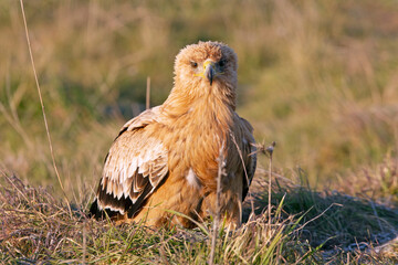 One year old Spanish Imperial Eagle in the first light of dawn on a cold winter day