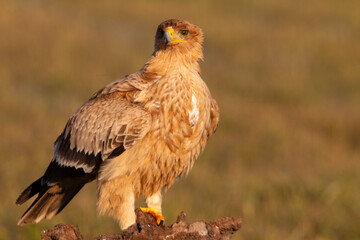 One year old Spanish Imperial Eagle in the first light of dawn on a cold winter day