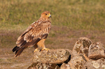 One year old female Spanish imperial eagle at her favorite watchtower with the first light of dawn on a winter day