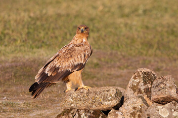 One year old Spanish Imperial Eagle in the first light of dawn on a cold winter day