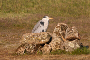Grey heron with the first light of dawn on a wetlan