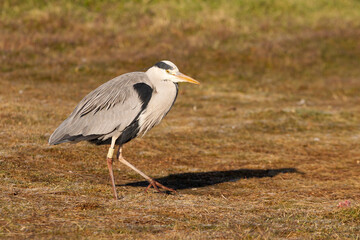 Gray heron with the first light of dawn