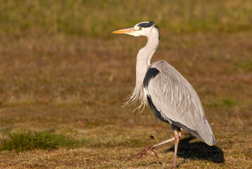 Grey heron with the first light of dawn on a wetlan