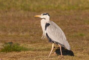 Gray heron with the first light of dawn