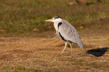 Grey heron with the first light of dawn on a wetlan