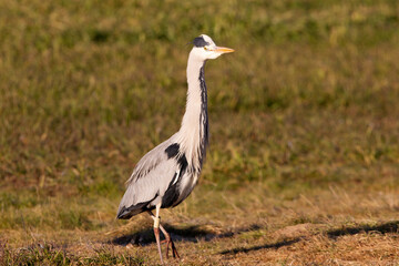 Grey heron with the first light of dawn on a wetlan