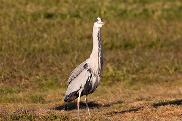 Gray heron with the first light of dawn