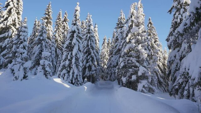 Movement on winter forest road among snow-covered firs