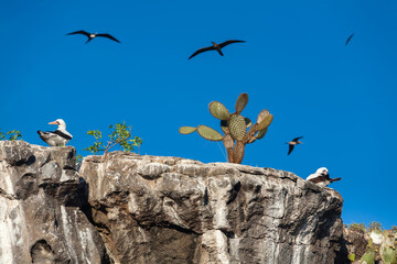 Fototapeta na wymiar Nazca boobies (Sula granti) on their nests on the rocks of Prince Phillip's Steps on Genovesa Island, Galapagos archipelago, Ecuador 