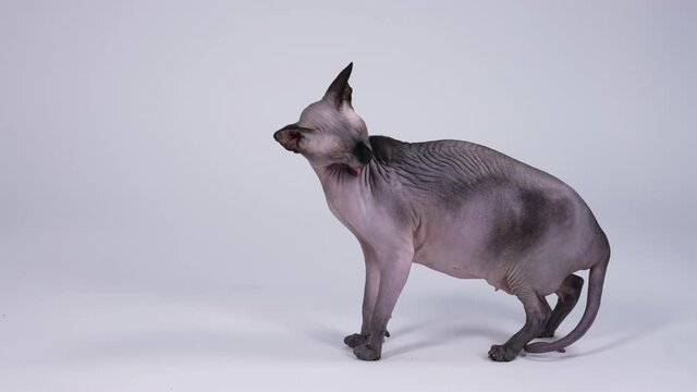 Canadian Sphynx posing in the studio on a gray background. The pet stands in full growth, licks its lips and leaves with a graceful gait. Slow motion. Close up.