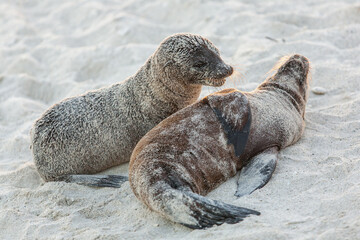 Naklejka premium Playing young sea lions on a sandy beach of Galapagos Islands. Darwin bay, Genovesa Island, Galapagos national park, Ecuador