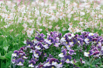Fototapeta premium Blooming Pansy Flowers