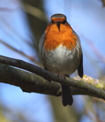 Perched Robin