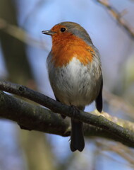 Perched Robin