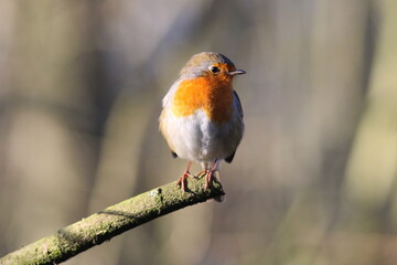 Perched Robin