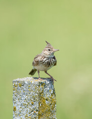 Crested lark (Galerida cristata) on concrete pillar in the summer. The bird is isolated on a light green background