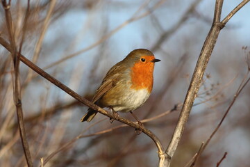 Perched Robin