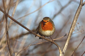 Perched Robin