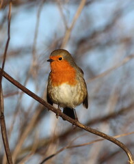 Perched Robin