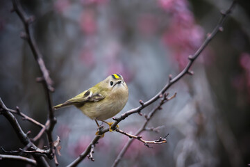 Single small Goldcrest bird sitting on tree branch