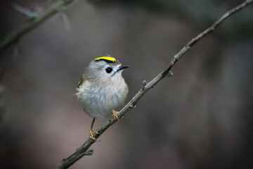 Fototapeta premium Single small Goldcrest bird sitting on tree branch