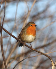 Perched Robin