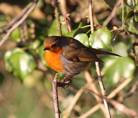 Perched Robin