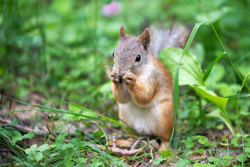 a curious squirrel stands in the grass