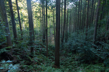 Fototapeta premium 森