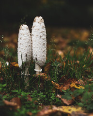 Mushrooms in Danmark, Randers. 