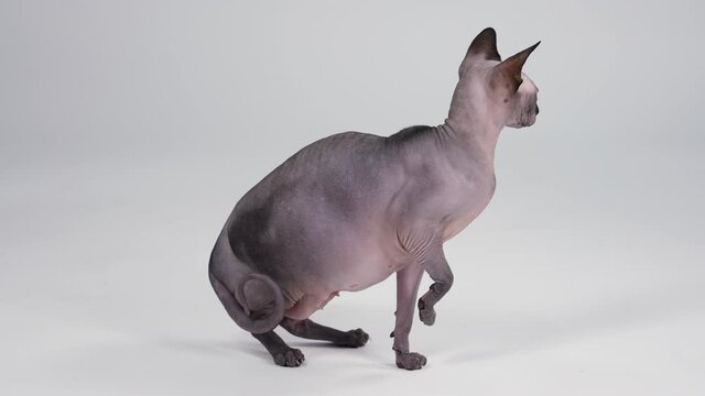Bald thoroughbred Canadian Sphynx in the studio on a gray background. The cat is standing in full growth with its right paw raised. Side view. Slow motion. Close up.