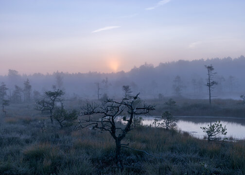 misty mire landscape with swamp pines and traditional mire vegetation, fuzzy background, fog in bog, twilight