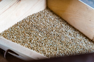 Wheat cereal grain in wooden container for grinding