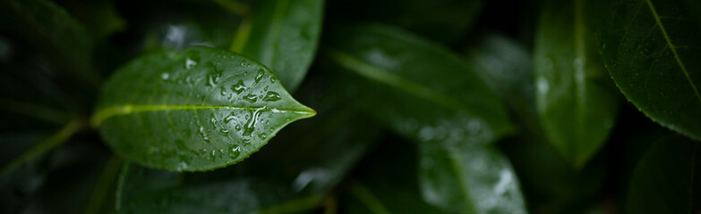 Stunning view of some Cherry Laurel leaves with water droplets forming a natural background. Cherry Laurel (Prunus laurocerasus 'Rotundifolia') is one of the most versatile hedging species.
