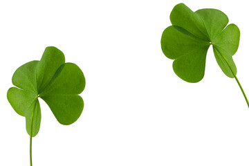 green clover leaves isolated on white background. St.Patrick 's Day
