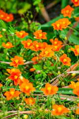 Helianthemum 'John Lanyon' an orange red herbaceous springtime summer flower plant commonly known as rock rose, stock photo image